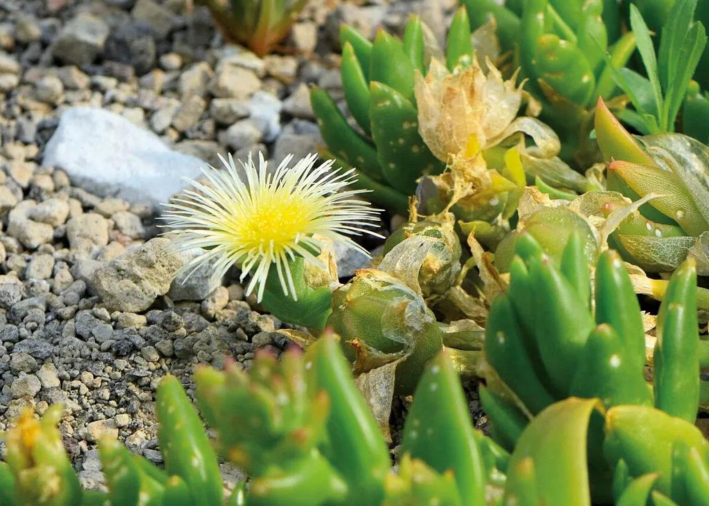 La kanna, una suculenta africana para las enfermedades del alma 