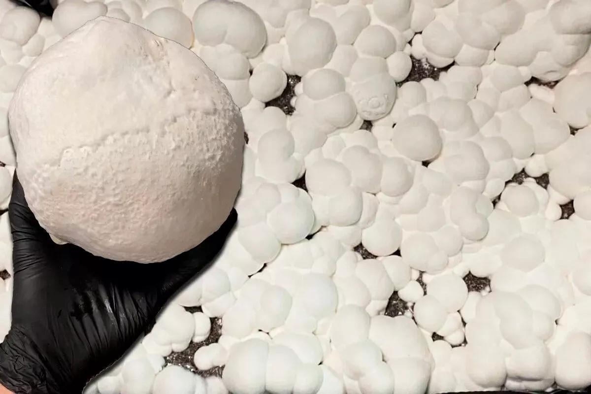 Snowball mushroom