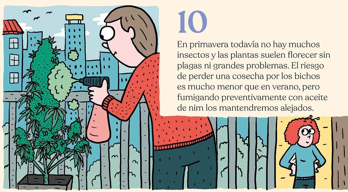 Siembra en febrero y cosecha en mayo: trucos para la maría de primavera 