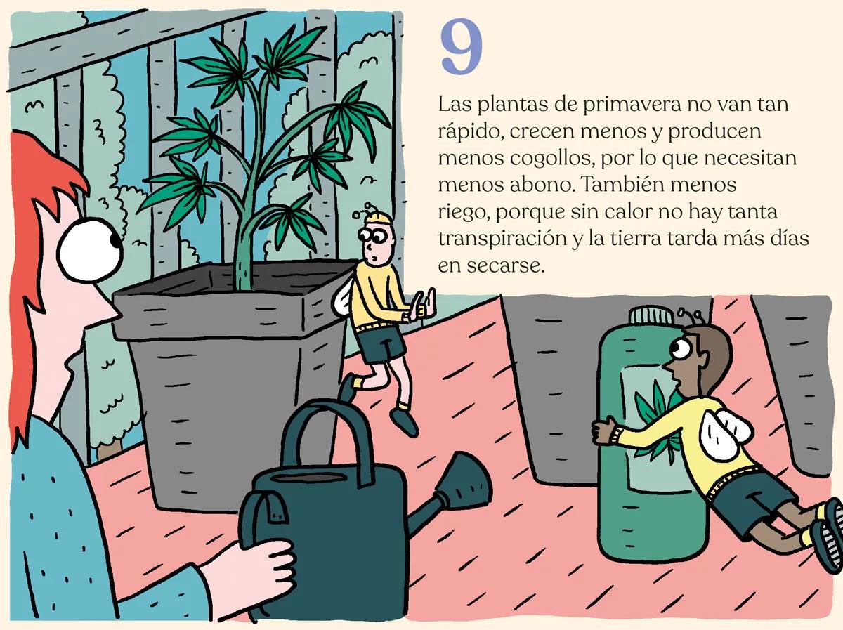 Siembra en febrero y cosecha en mayo: trucos para la maría de primavera 