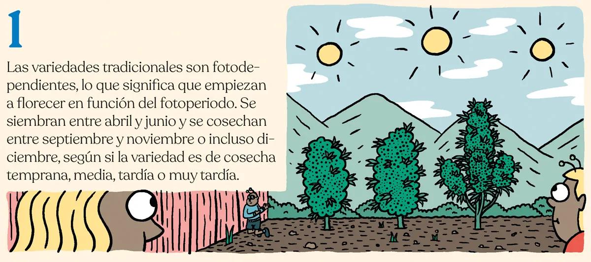 ¿Qué semillas compro? Guía para principiantes