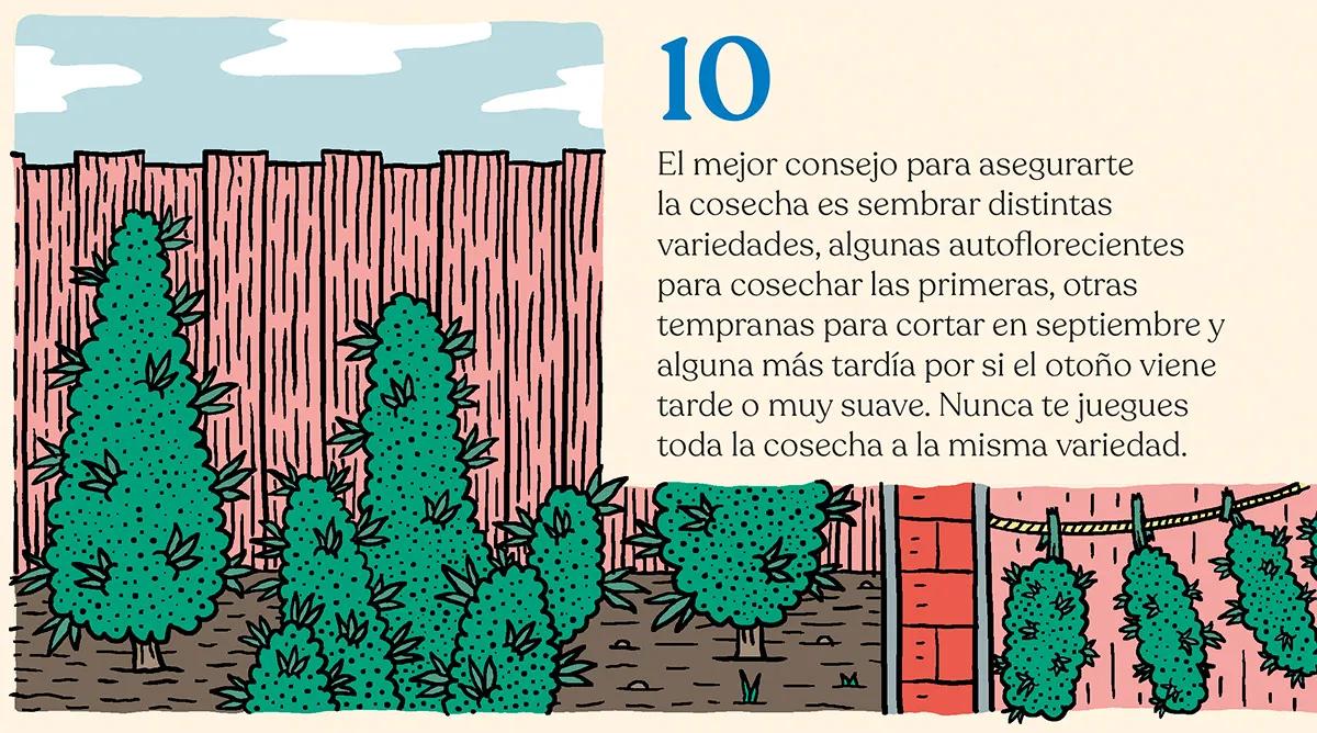 ¿Qué semillas compro? Guía para principiantes