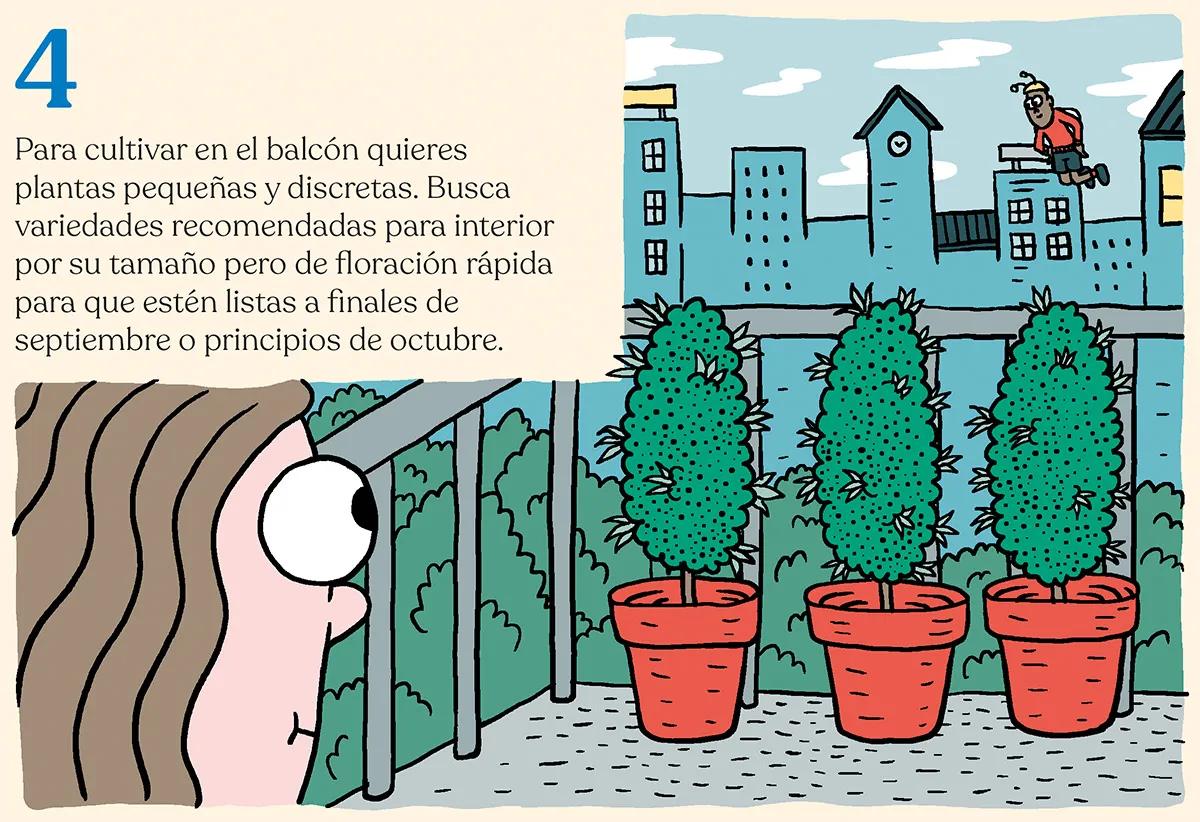 ¿Qué semillas compro? Guía para principiantes