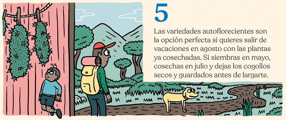 ¿Qué semillas compro? Guía para principiantes