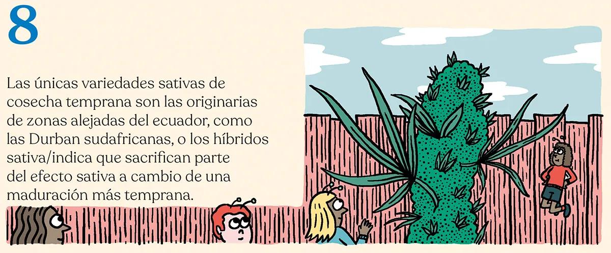 ¿Qué semillas compro? Guía para principiantes