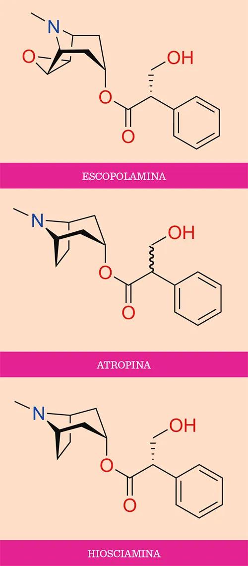  La escopolamina, la atropina y la hiosciamina.