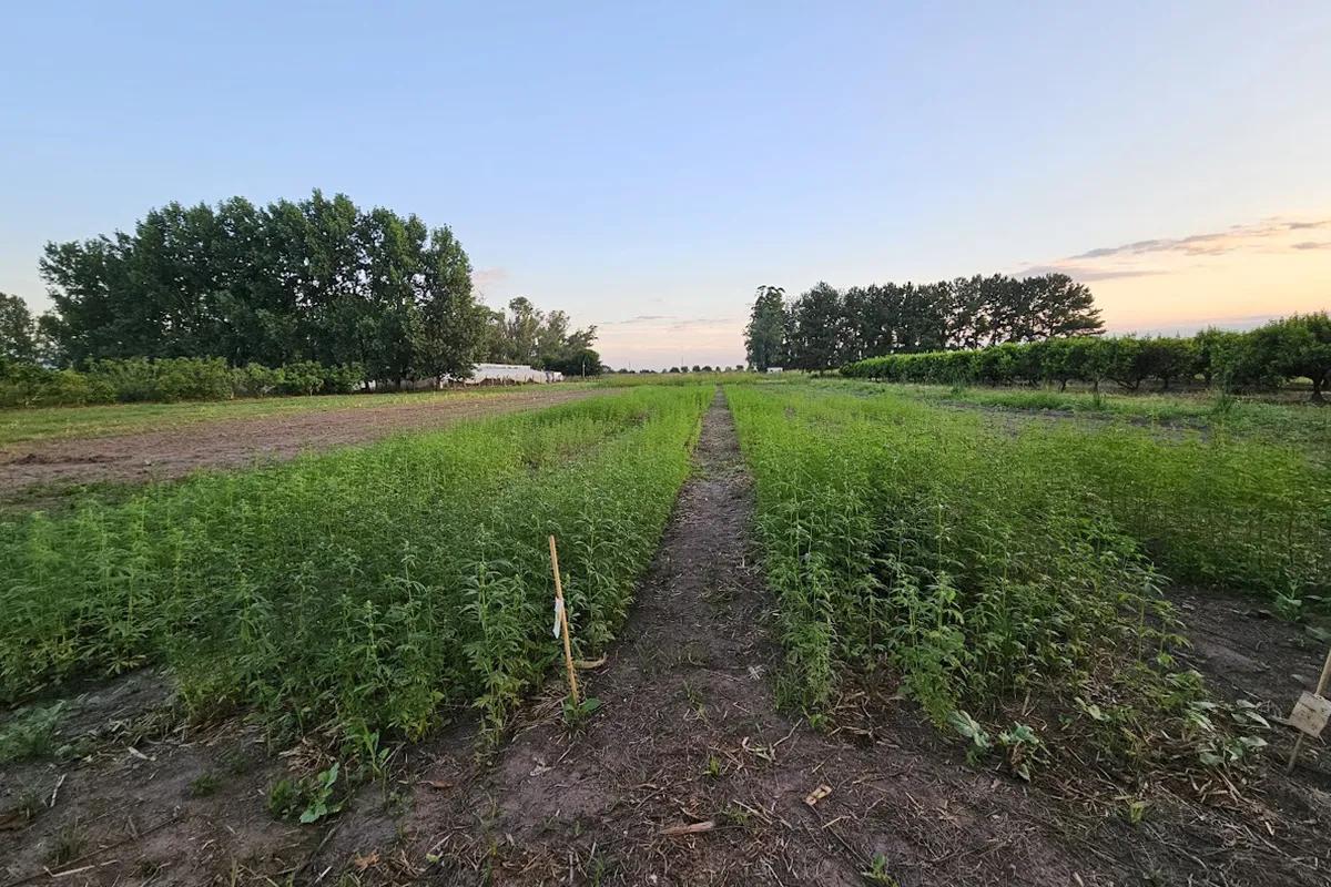 Argentina consolida su agenda federal sobre cannabis y cáñamo