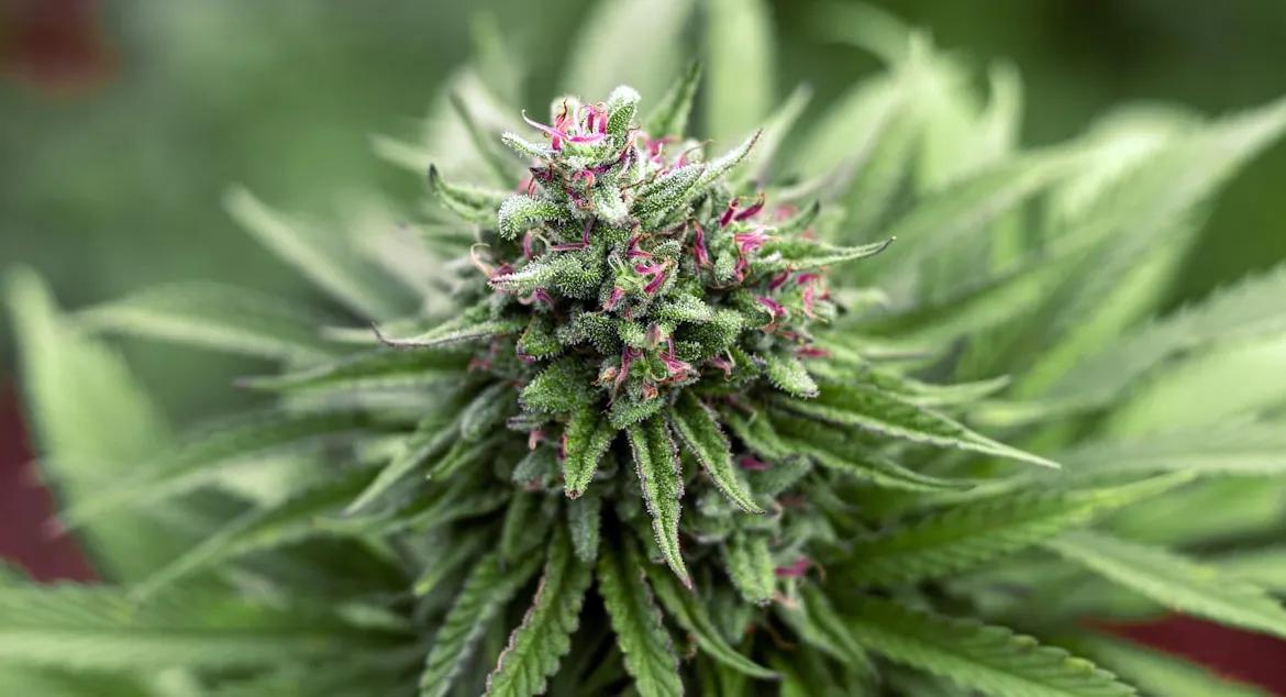 Cogollo en floración.