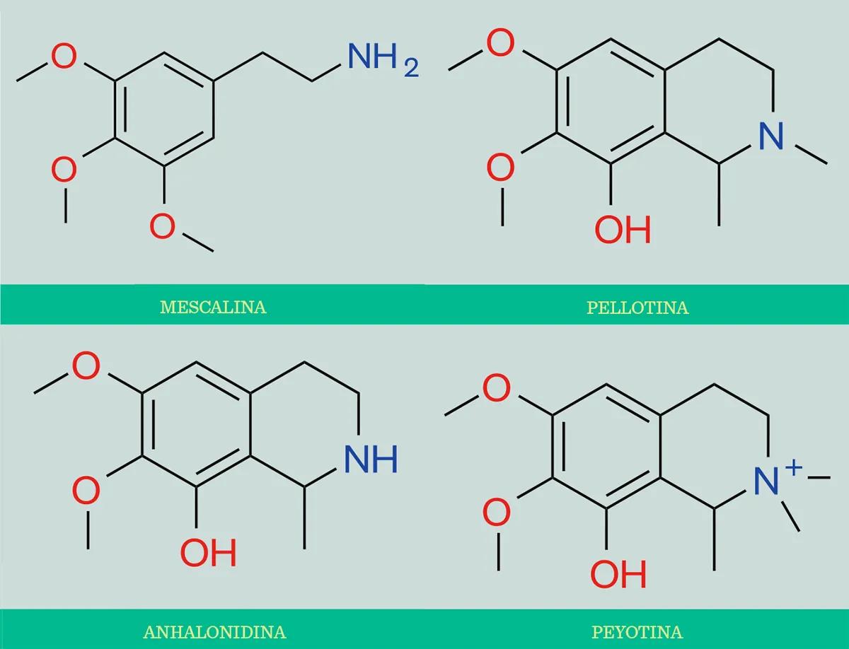 Falsos peyotes, verdaderos peyotes