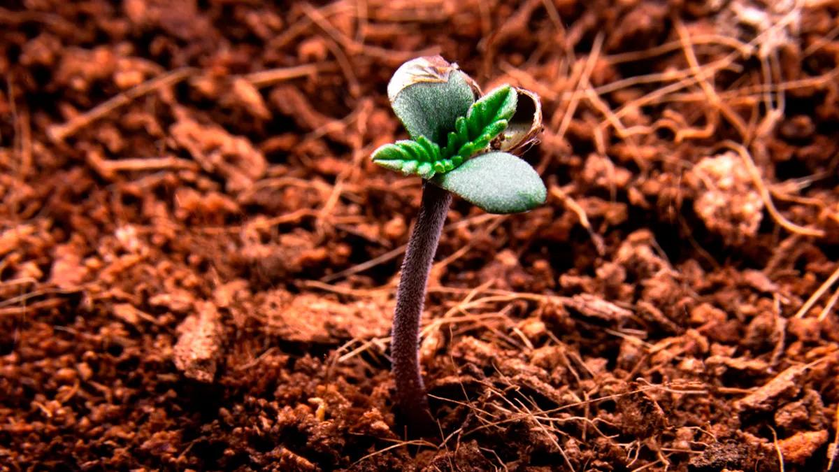 La calidad del suelo influye en los compuestos del cannabis