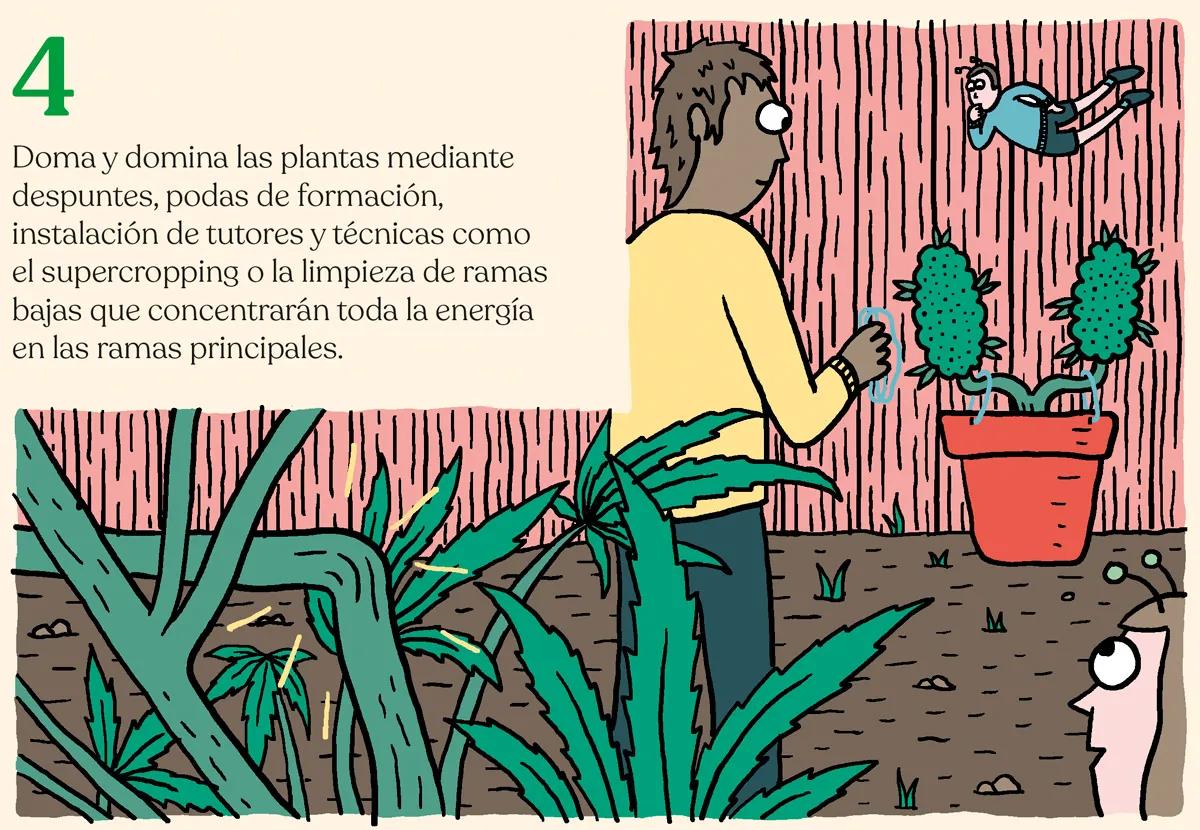 Listas para producir: cómo lograr superplantas 