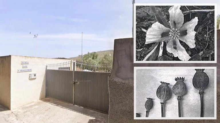 Plantación ilegal de opio