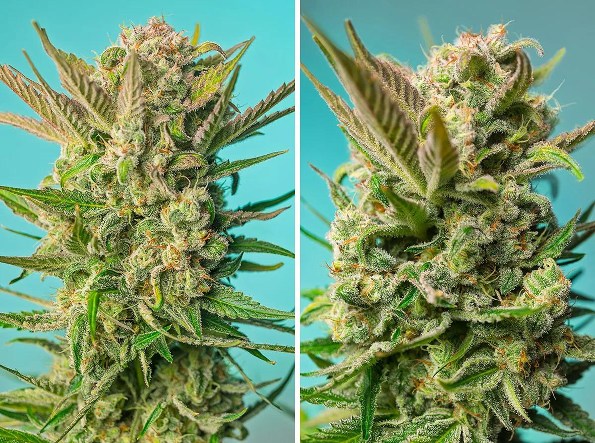 Diablo’s Delight XL Auto de Sweet Seeds, la auto perfecta