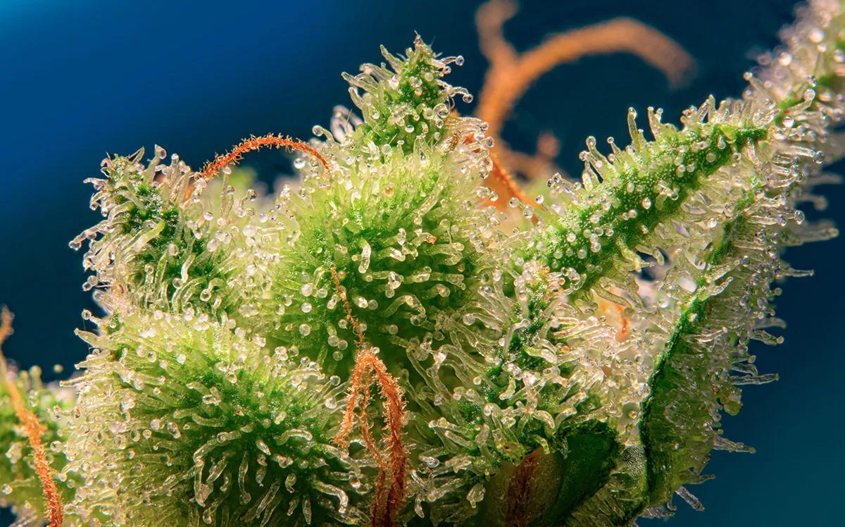 Monster Maker® de Sweet Seeds® Una sinfonía resinosa con alma cítrica