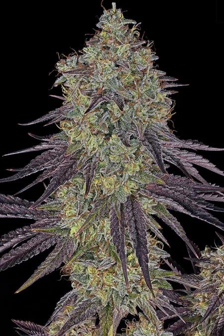 Sour Diesel: brillo atemporal de la vieja escuela