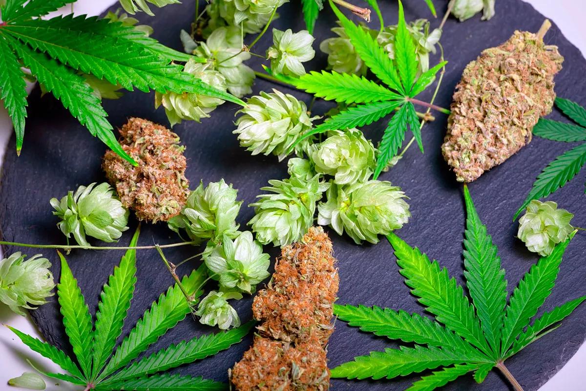 Humuleno: el terpeno que conecta cannabis y lúpulo