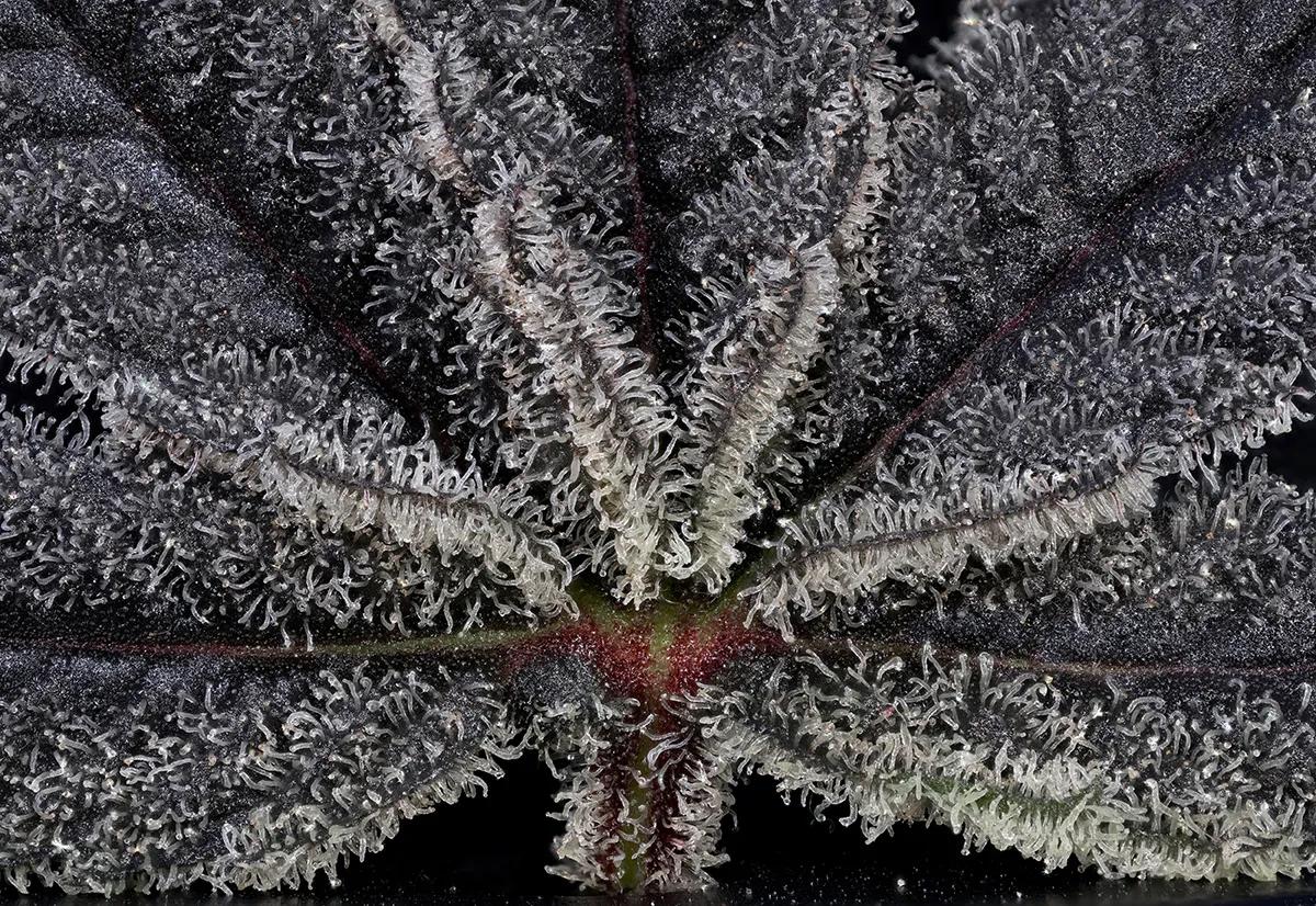 Super Lemon Haze × RS11