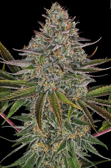 Biscotti Barney's Farm