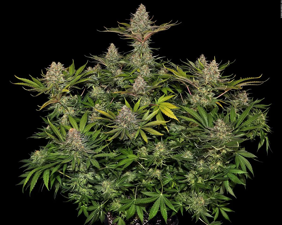 Biscotti Barney's Farm