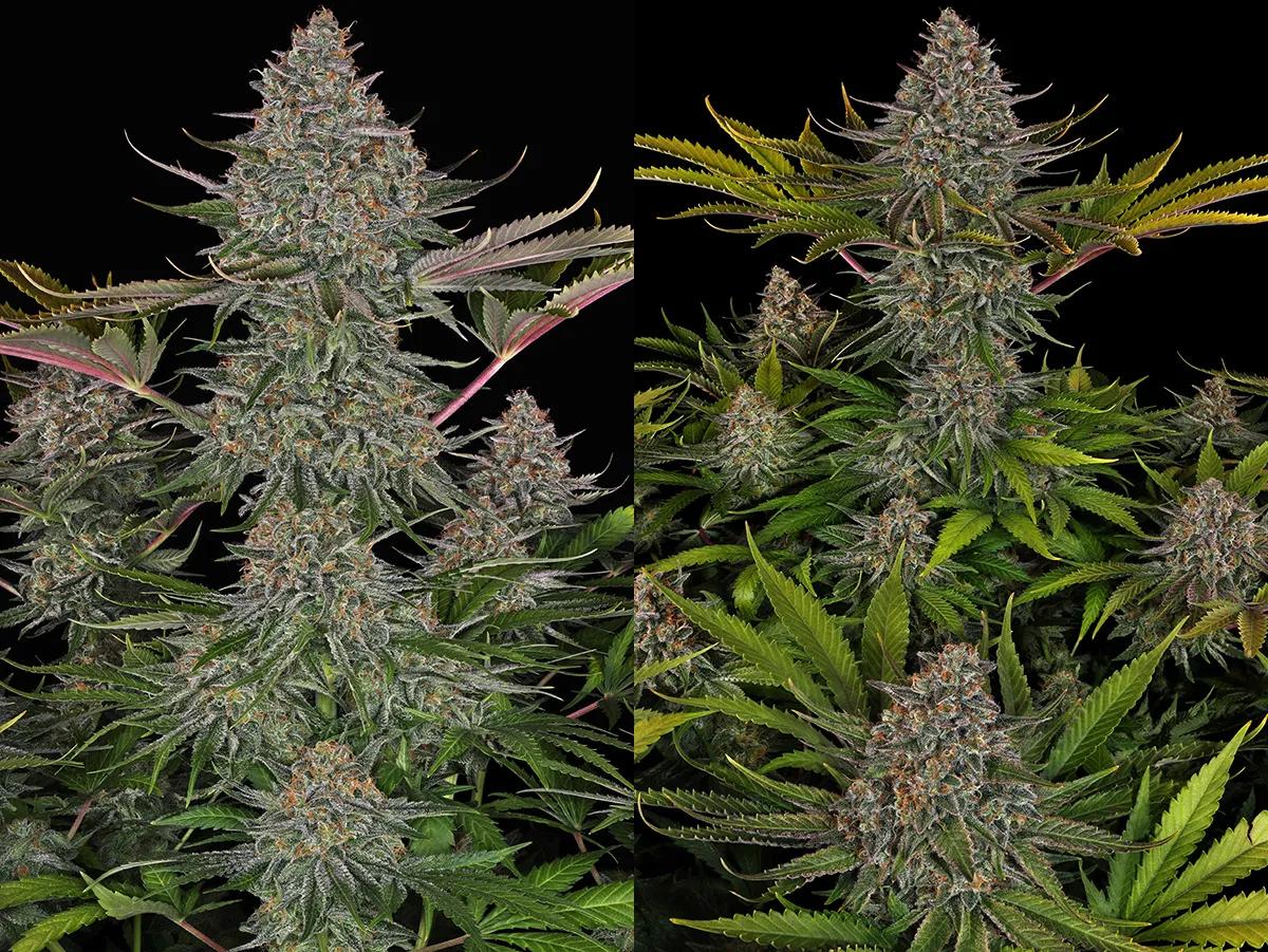 Biscotti Barney's Farm