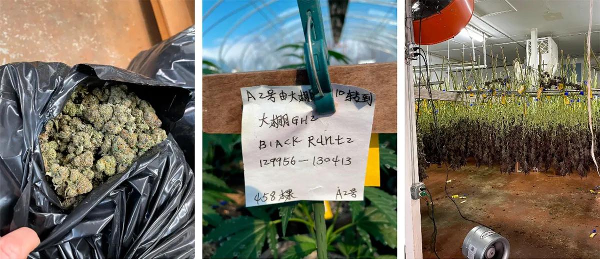 Oklahoma intensifica el control sobre cultivos ilegales de cannabis