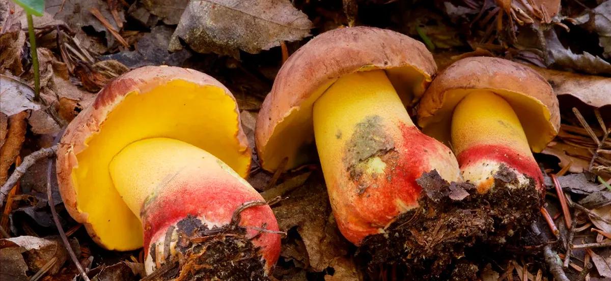 Lanmaoa asiatica: el hongo que intriga a la micología