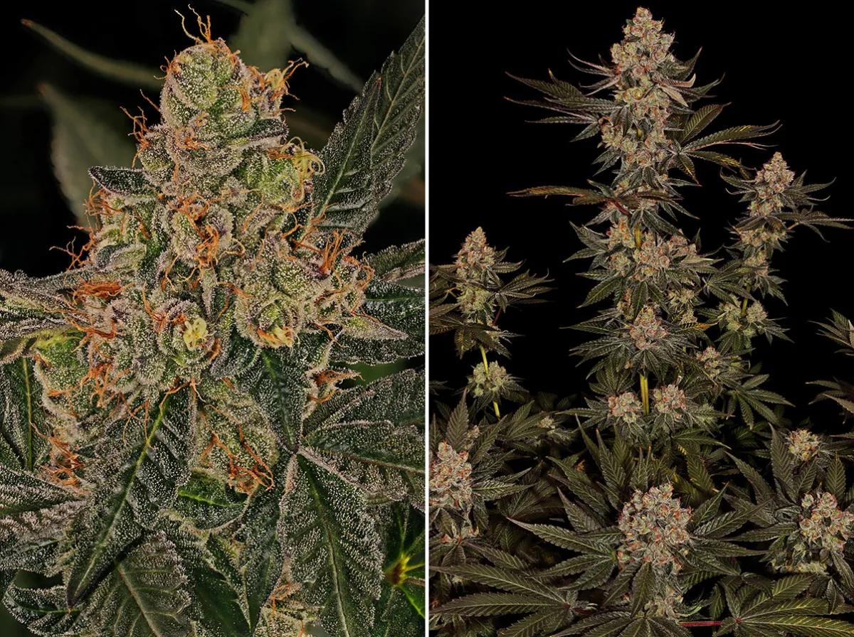 Jelly Cake, de Barney’s Farm