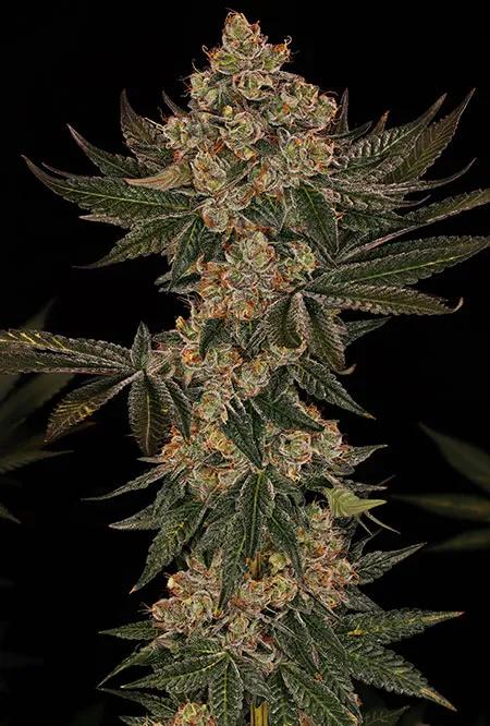 Jelly Cake, de Barney’s Farm