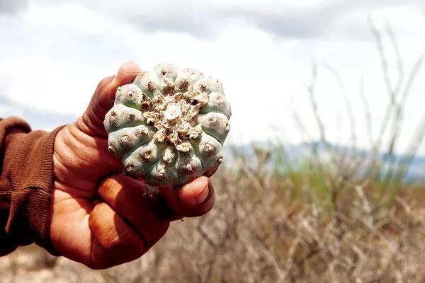 Viaje al corazón del peyote. Fotos: Marta González